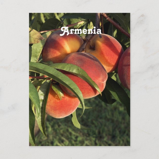 Armenian Apricots Postcard (Front)
