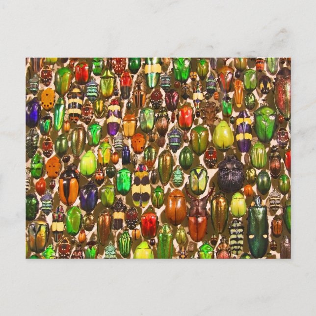 Army of Beetles and Bugs Postcard (Front)