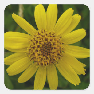 Arnica chamissonis square sticker
