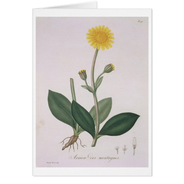 Arnica Montana from 'Phytographie Medicale' by Jos (Front)
