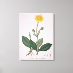 Arnica Montana from 'Phytographie Medicale' by Jos Canvas Print
