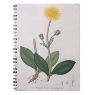 Arnica Montana from 'Phytographie Medicale' by Jos Notebook