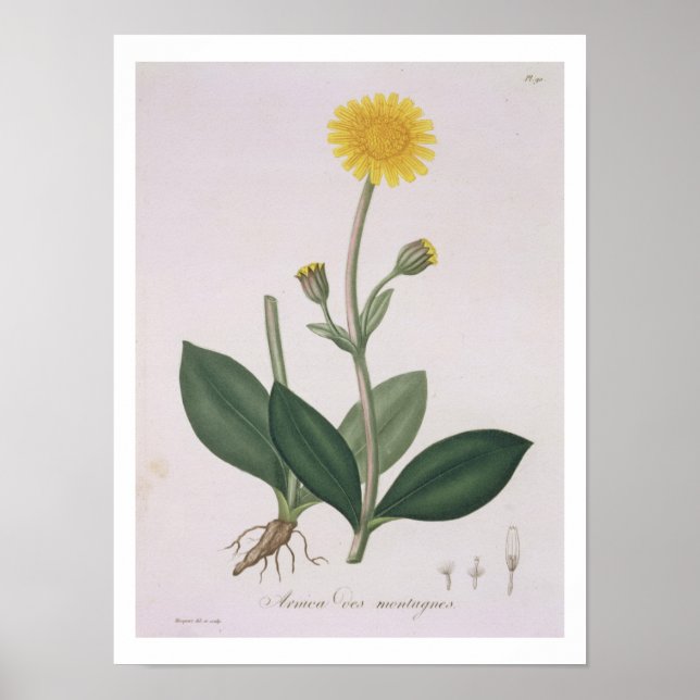 Arnica Montana from 'Phytographie Medicale' by Jos Poster (Front)