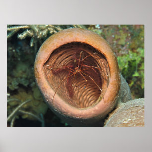 Arrow Crab in a Barrel Poster
