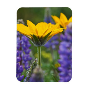 Arrowleaf Balsam Root and Lupine in Spring Bloom Magnet