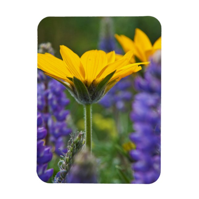 Arrowleaf Balsam Root and Lupine in Spring Bloom Magnet (Vertical)