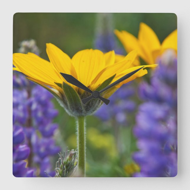 Arrowleaf Balsam Root and Lupine in Spring Bloom Square Wall Clock (Front)