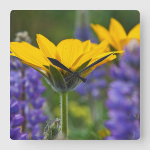 Arrowleaf Balsam Root and Lupine in Spring Bloom Square Wall Clock
