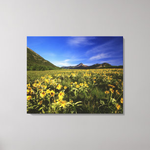 Arrowleaf balsomroot covers the praire with canvas print