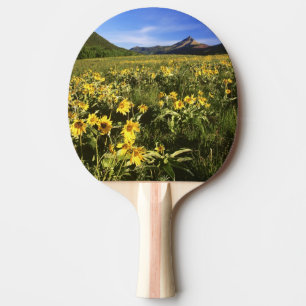 Arrowleaf balsomroot covers the praire with ping pong paddle
