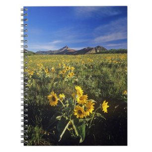 Arrowleaf balsomroot wildflowers in Waterton 2 Notebook