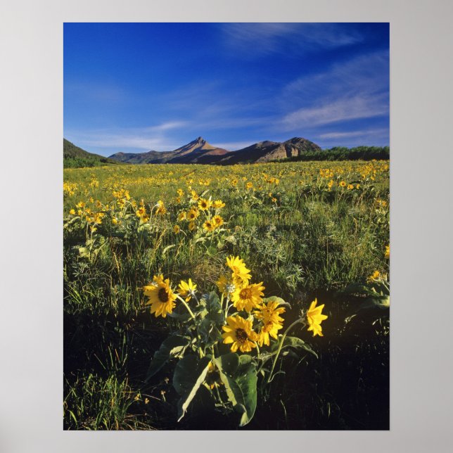 Arrowleaf balsomroot wildflowers in Waterton 2 Poster (Front)