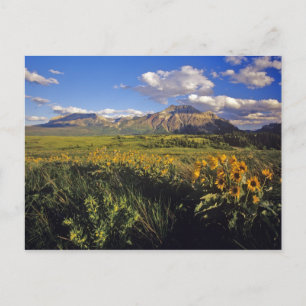 Arrowleaf balsomroot wildflowers in Waterton Postcard