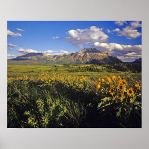 Arrowleaf balsomroot wildflowers in Waterton Poster