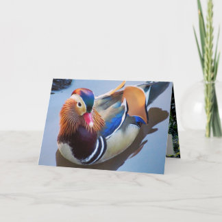 Art by Davey Mandarin Duck Card
