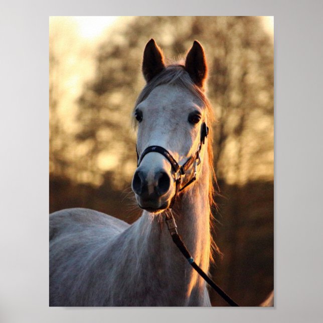 Art for Horse Lovers - Horse Photo Portrait Poster (Front)