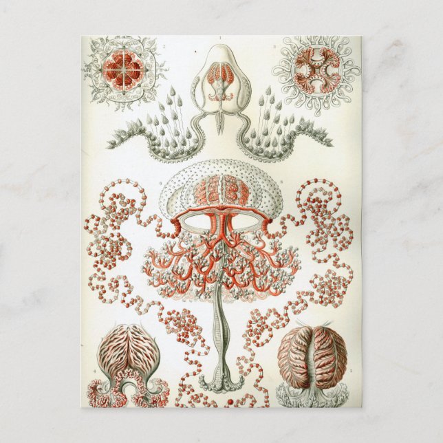 Art of Nature Vintage Ernst Haeckel Anthomedusae Postcard (Front)