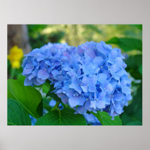 Art Print Gifts Blue Hydrangea Floral Garden