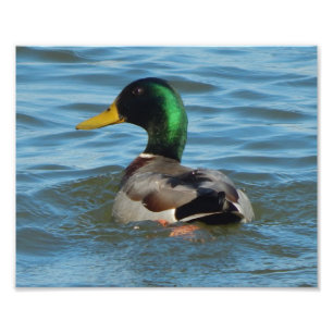 Art Print: Mallard Duck Photo Print