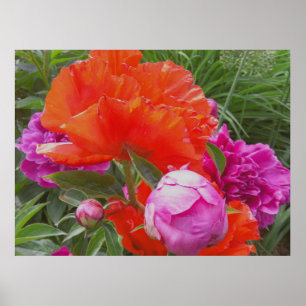 Art Print: Poppies, Peonies, Orange and Pink Poster