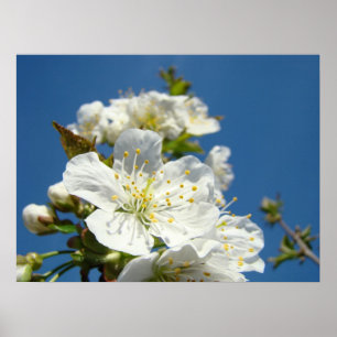 Art Prints Spring White Cherry Blossom Flowers