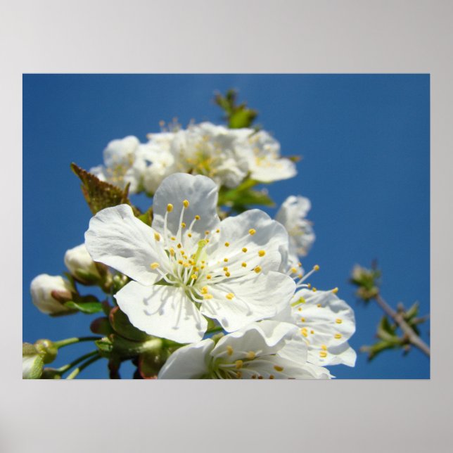 Art Prints Spring White Cherry Blossom Flowers (Front)