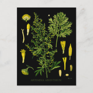 Artemesia Absinthium Postcard