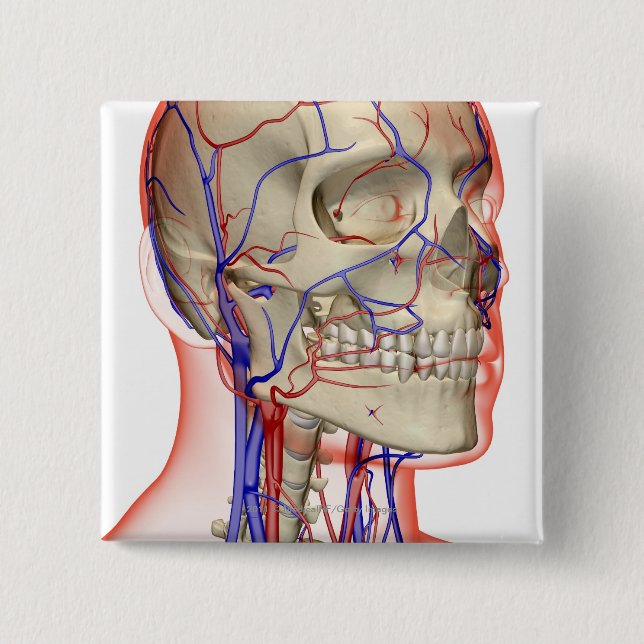 Arteries and veins in the head and neck 15 cm square badge (Front)