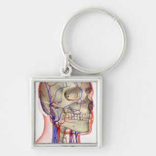Arteries and veins in the head and neck key ring