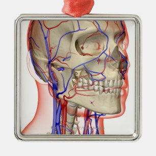 Arteries and veins in the head and neck metal tree decoration