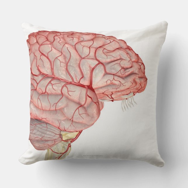 Arteries of the Brain Cushion (Front)