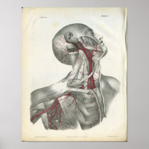 Arteries of the Head & Neck Anatomy Print
