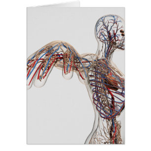 Arteries, Veins, And Lymphatic System 2