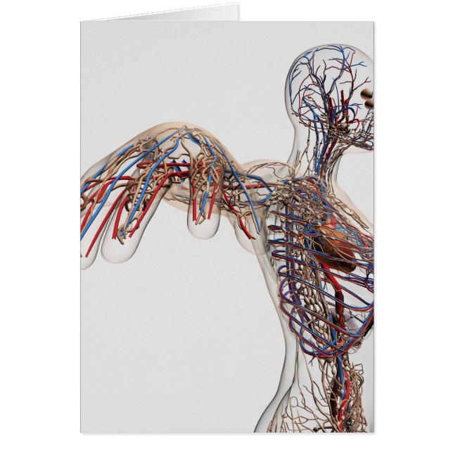 Arteries, Veins, And Lymphatic System 2 (Front)