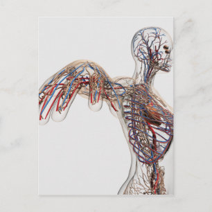 Arteries, Veins, And Lymphatic System 2 Postcard