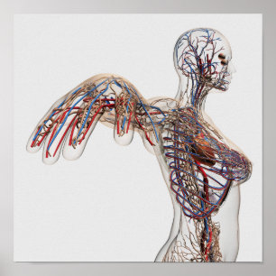 Arteries, Veins, And Lymphatic System 2 Poster