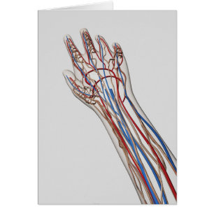 Arteries, Veins, And Lymphatic System 3