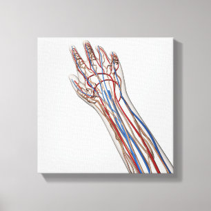 Arteries, Veins, And Lymphatic System 3 Canvas Print