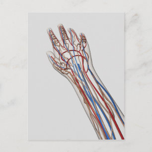 Arteries, Veins, And Lymphatic System 3 Postcard