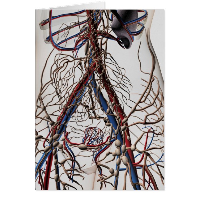 Arteries, Veins, And Lymphatic System 4 (Front)