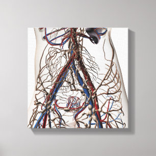 Arteries, Veins, And Lymphatic System 4 Canvas Print