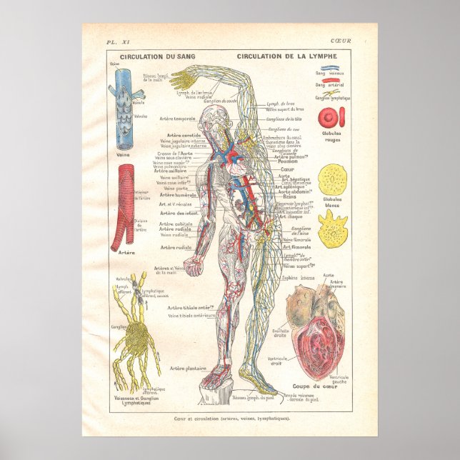 Arteries, Veins Lymphatics Anatomy Poster French (Front)