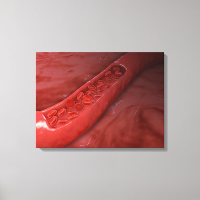 Artery Cross Section With Red Blood Cell Flow Canvas Print (Front)