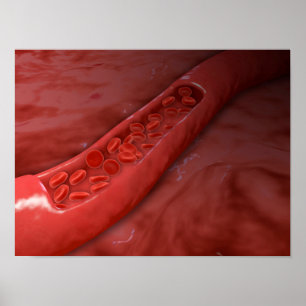 Artery Cross Section With Red Blood Cell Flow Poster