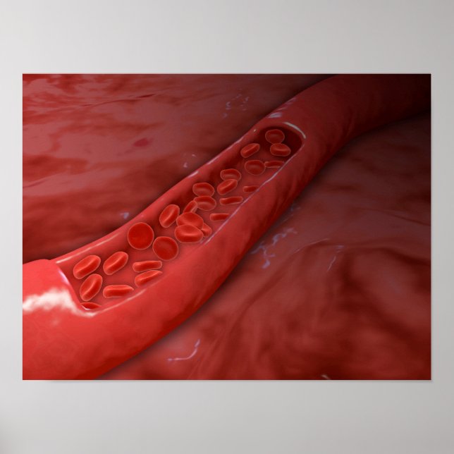 Artery Cross Section With Red Blood Cell Flow Poster (Front)