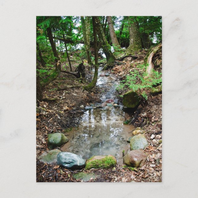 Artesian Spring Postcard (Front)