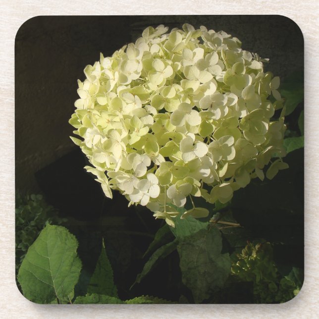 Artful Annabelle Hydrangea Bloom Coaster (Front)