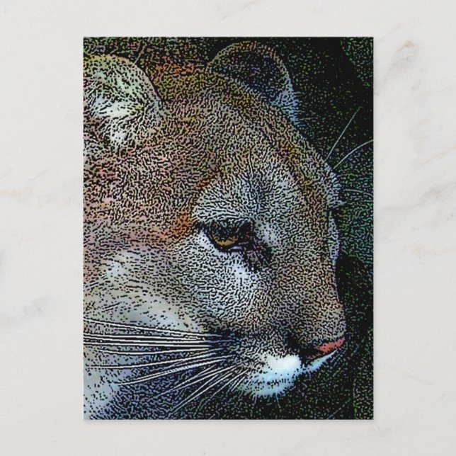 Artful Nature Cougar Postcard (Front)