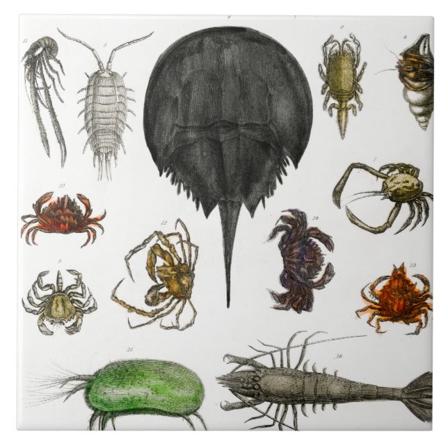 arthropod, insect, biology, animal, arthropods tile (Front)