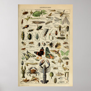 Arthropods - Collection of  invertebrate animals Poster